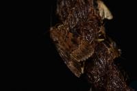 Amphipyra berbera svenssoni