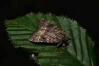 Amphipyra berbera svenssoni