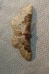Idaea rusticata