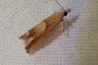 Eucosma conterminana