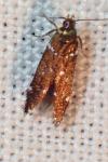 Argolamprotes micella