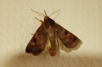 Diarsia brunnea