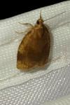 Archips rosana