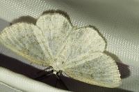 Cabera exanthemata