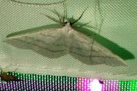 Cabera pusaria