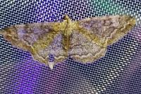 Alcis repandata