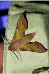 Deilephila porcellus