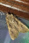 Peridroma saucia