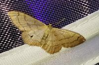Idaea aversata