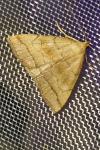 Herminia tarsicrinalis