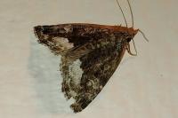 Deltote pygarga