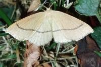 Cyclophora linearia