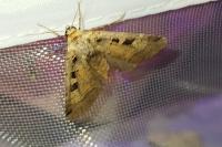Xestia triangulum