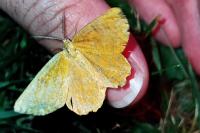 Angerona prunaria