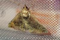 Hypena crassalis