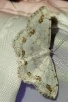 Scopula ornata