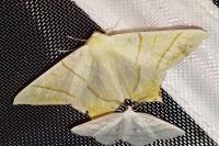Ourapteryx sambucaria