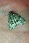 Eudonia mercurella
