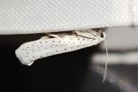 Yponomeuta evonymella