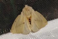 Spilarctia lutea