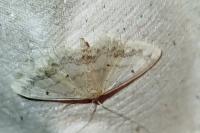 Idaea biselata