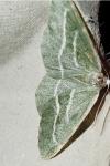 Hylaea fasciaria