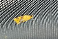 Epagoge grotiana