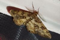 Peribatodes secundaria