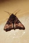 Euplexia lucipara