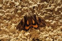Catocala fulminea