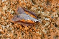 Acleris cristana