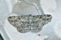 Peribatodes rhomboidaria rhomboidaria