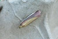 Oncocera semirubella