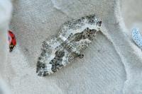 Epirrhoe alternata