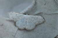 Scopula marginepunctata
