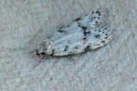 Symmoca signatella