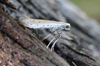 Aspilapteryx tringipennella