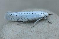 Yponomeuta evonymella