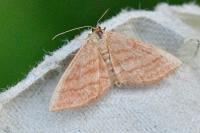 Idaea ochrata