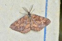 Ematurga atomaria