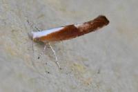 Argyresthia albistria
