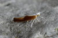Argyresthia albistria