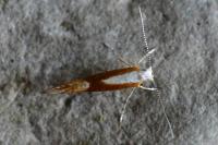 Argyresthia albistria