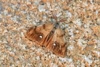 Orgyia antiqua