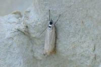 Chrysoteuchia culmella