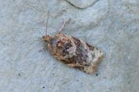 Argyrotaenia ljungiana