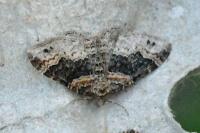 Xanthorhoe ferrugata