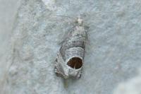 Notocelia uddmanniana