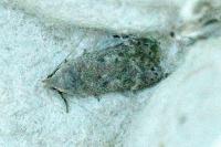 Anacampsis blattariella/populella