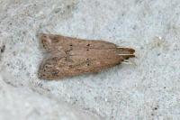 Helcystogramma lutatella